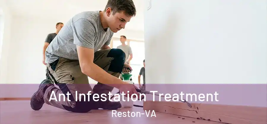 Ant Infestation Treatment Reston-VA