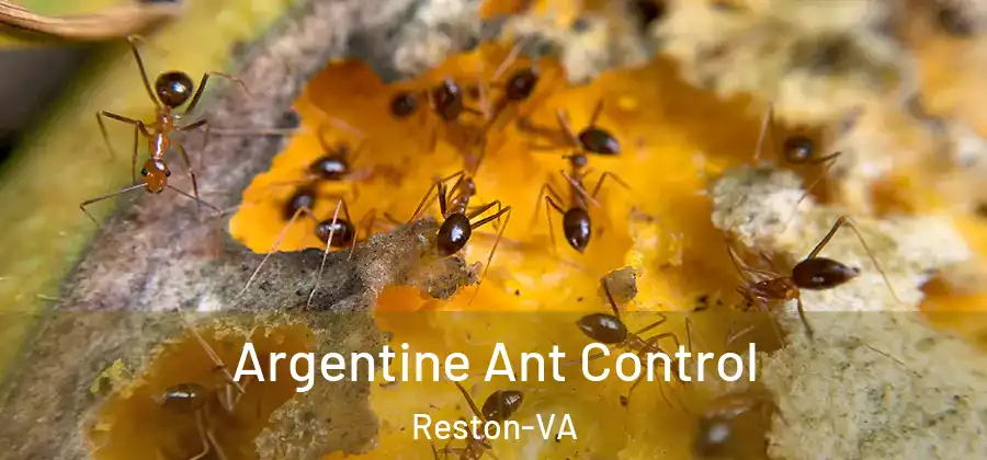 Argentine Ant Control Reston-VA