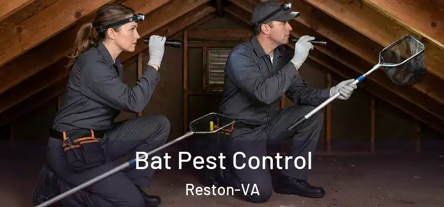 Bat Pest Control Reston-VA