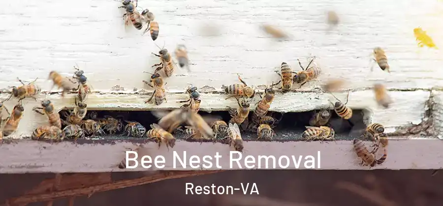  Bee Nest Removal Reston-VA