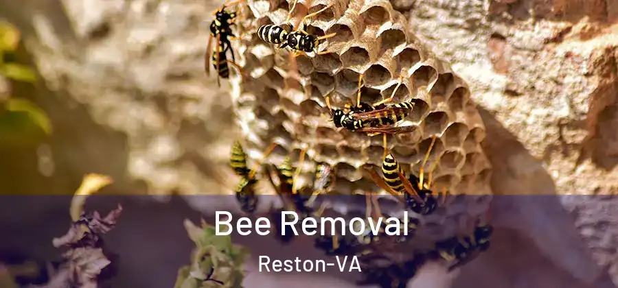 Bee Removal Reston-VA