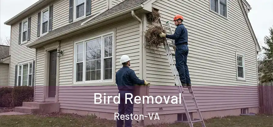 Bird Removal Reston-VA