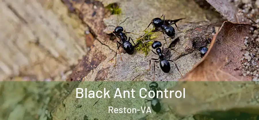 Black Ant Control Reston-VA