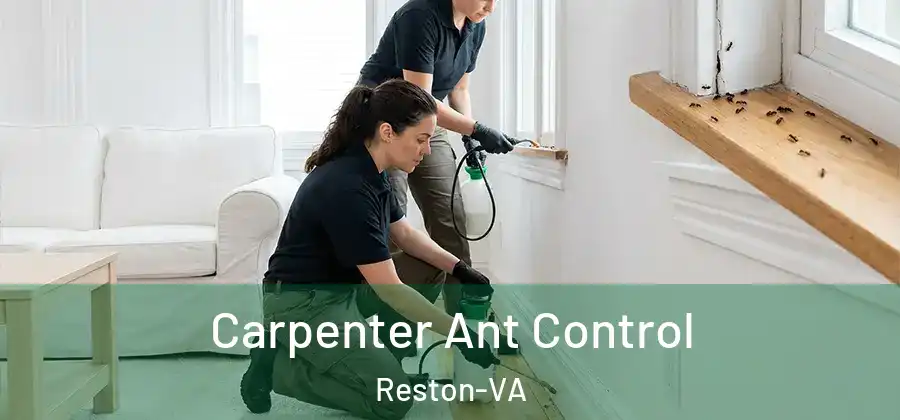 Carpenter Ant Control Reston-VA