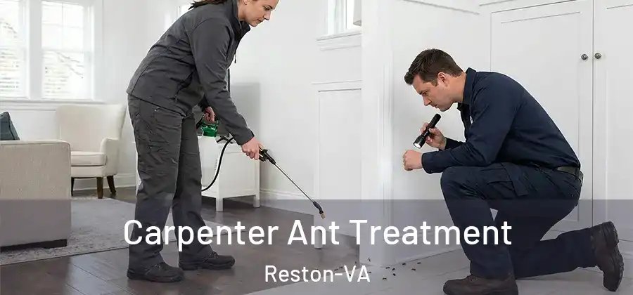 Carpenter Ant Treatment Reston-VA