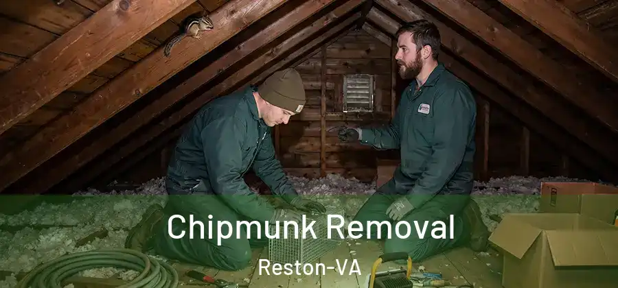  Chipmunk Removal Reston-VA