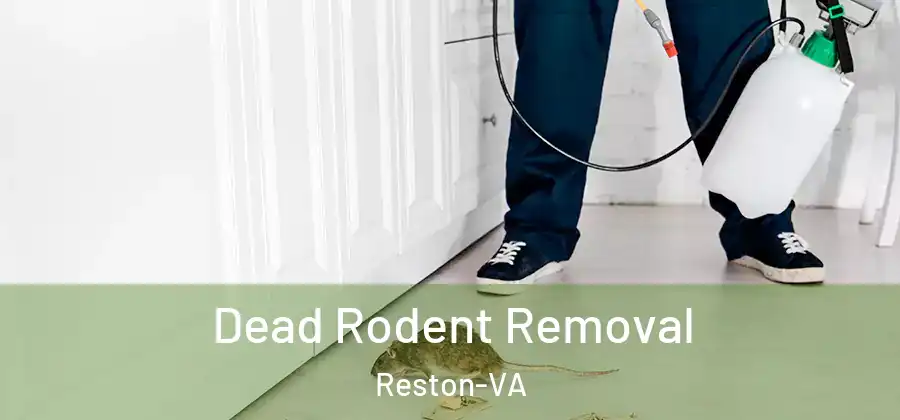  Dead Rodent Removal Reston-VA