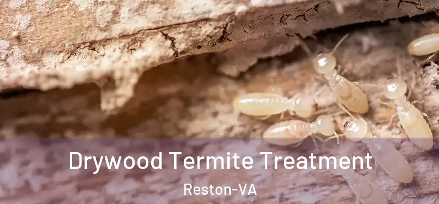 Drywood Termite Treatment Reston-VA