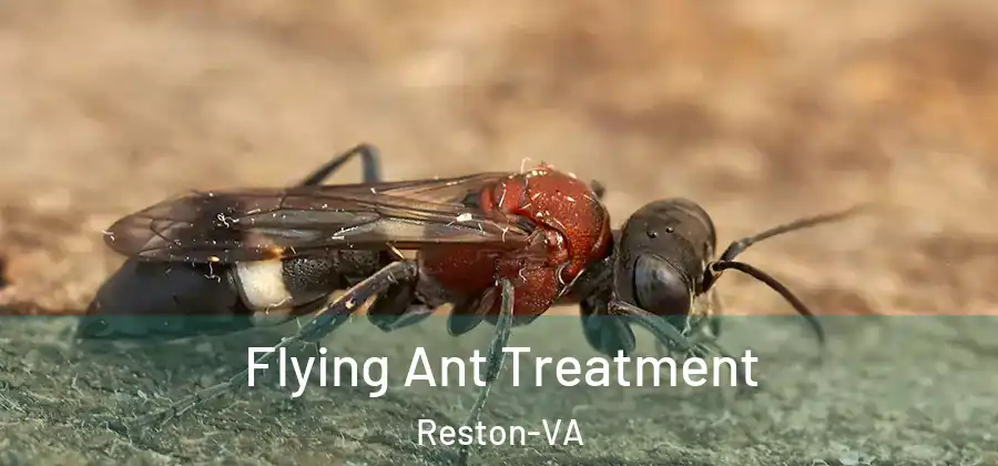 Flying Ant Treatment Reston-VA
