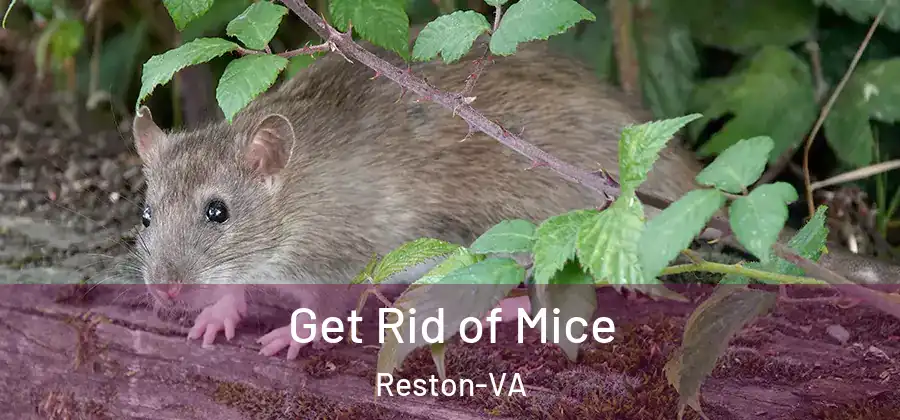 Get Rid of Mice Reston-VA