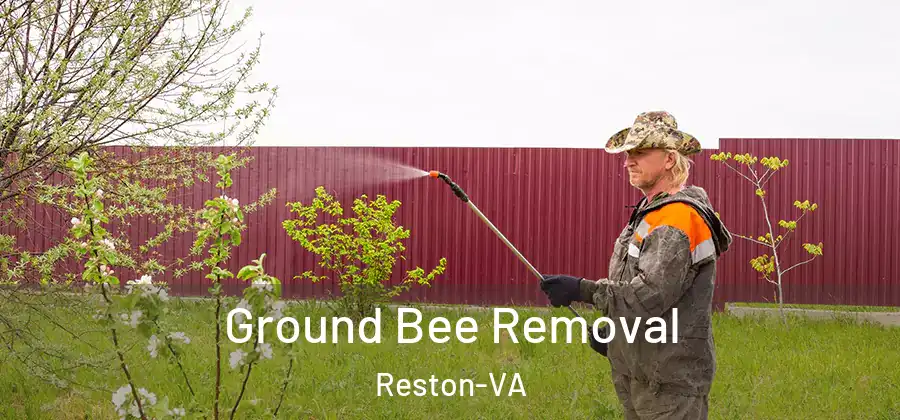 Ground Bee Removal Reston-VA