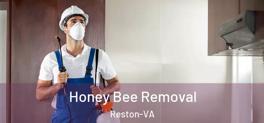 Honey Bee Removal Reston-VA
