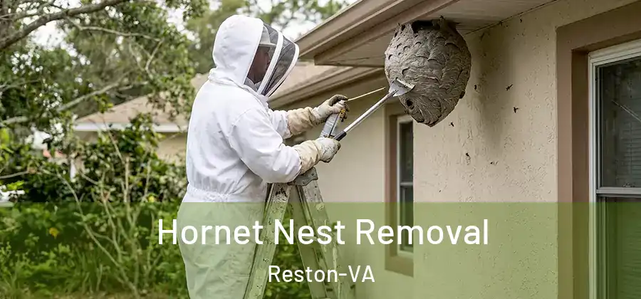 Hornet Nest Removal Reston-VA