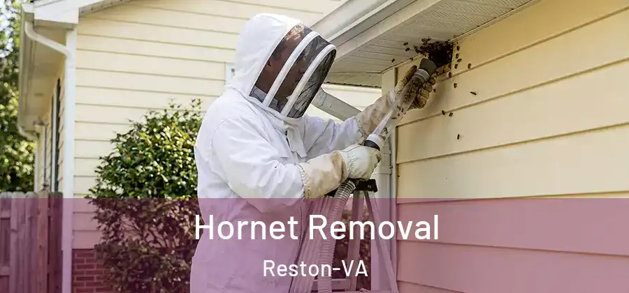 Hornet Removal Reston-VA