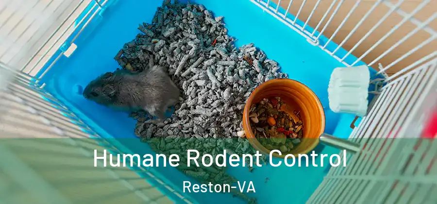 Humane Rodent Control Reston-VA