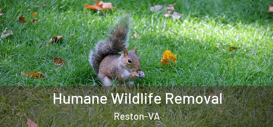 Humane Wildlife Removal Reston-VA