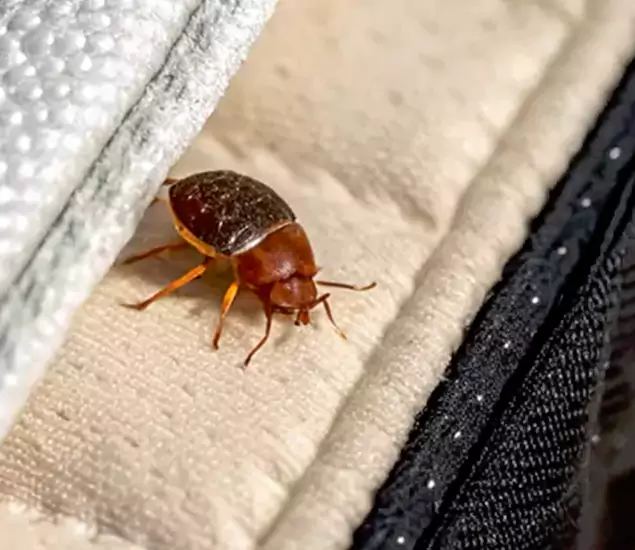 Trusted Bed Bug Prevention Specialists in Reston, VA