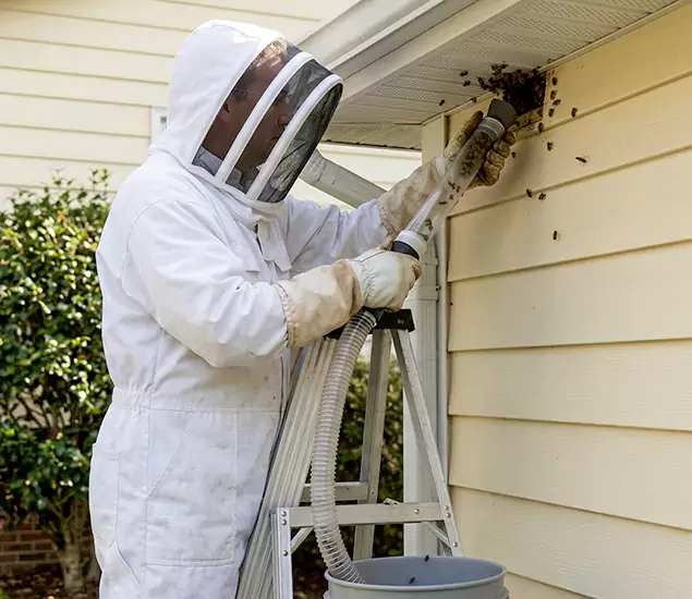 Your Affordable Bee Removal Company in Reston, VA