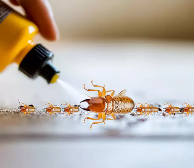 Reliable Bora Care Termite Experts in Reston, VA