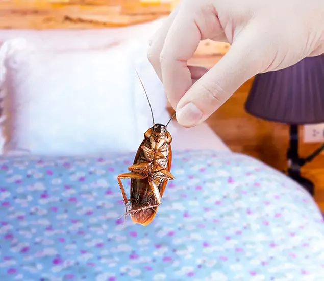 Expert Roach Control Services: Your Cockroach Pest Control in Reston, VA