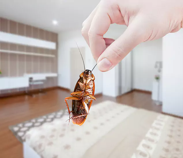 Your Cockroach Control Services in Reston, VA