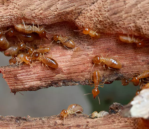 About Our Drywood Termite Treatment Experts in Reston, VA