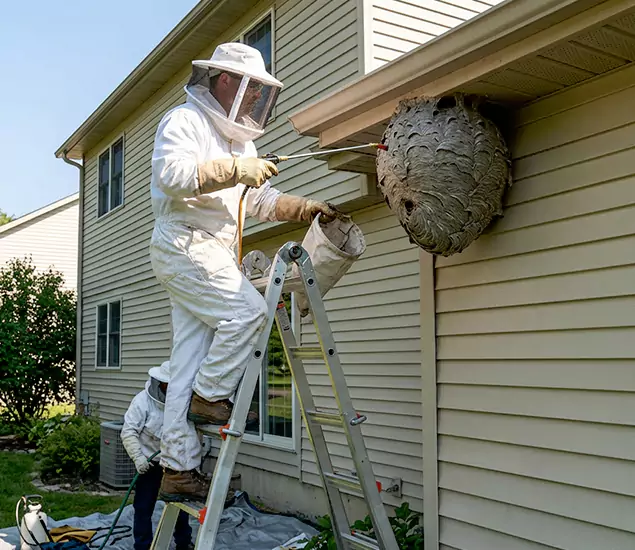 Expert Wasp Nest Removal: Your Local Wasp Nest Removal Company in Reston, VA