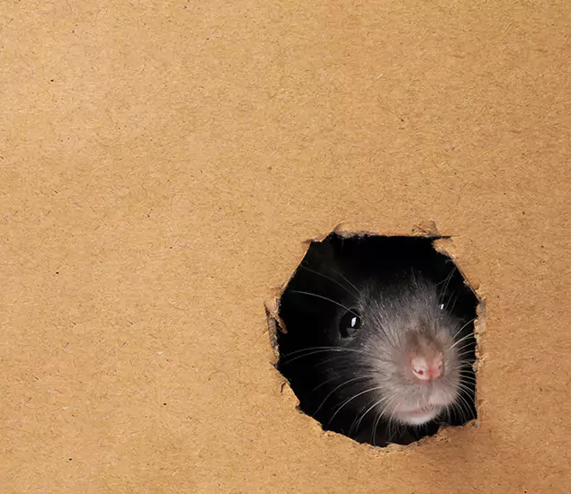 Rats in Attic Removal Experts in Reston, VA