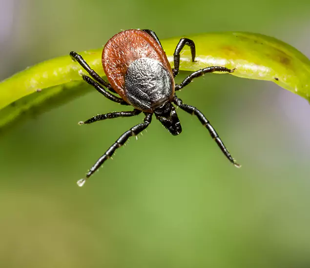 Your Trusted Tick Pest Control in Reston, VA
