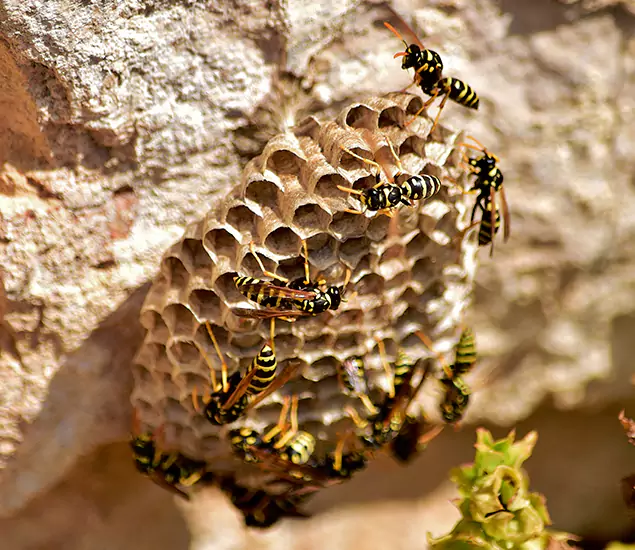 Your Best Wasp Removal Company in Reston, VA