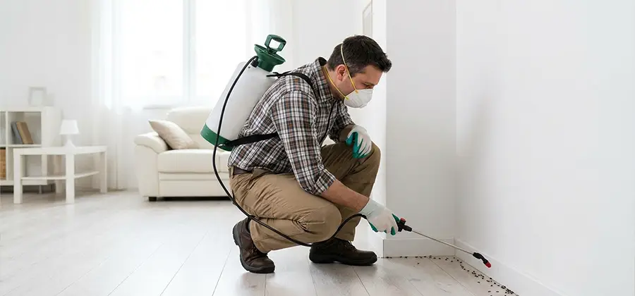 Seasonal Ant Infestation Control in Reston