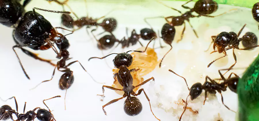 Argentine Ant Barrier Treatment in Reston