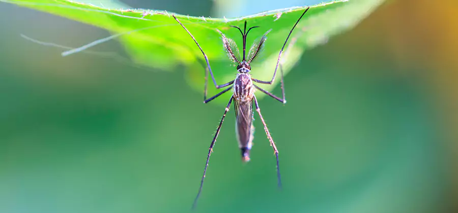 Natural Mosquito Spray for Yard in Reston