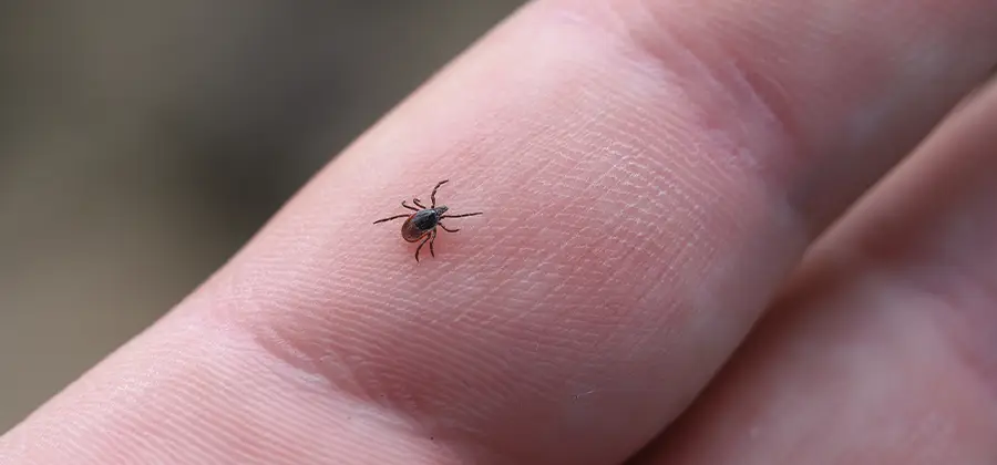 Infection Prevention for Bed Bug Bites in Reston