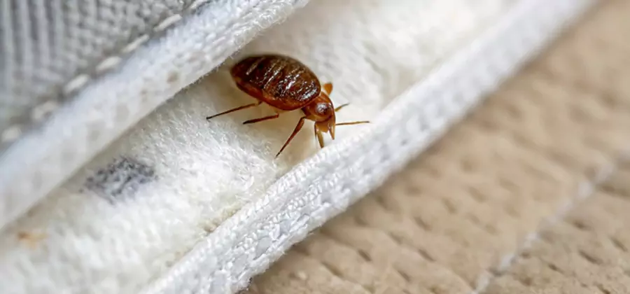 Tenting Bed Bug Fumigation in Reston
