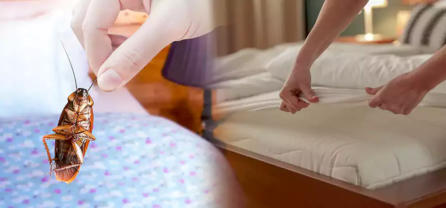 Bed Bug Home Extermination Service in Reston