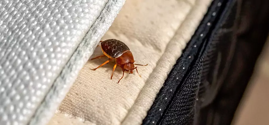 Commercial Bed Bug Control in Reston