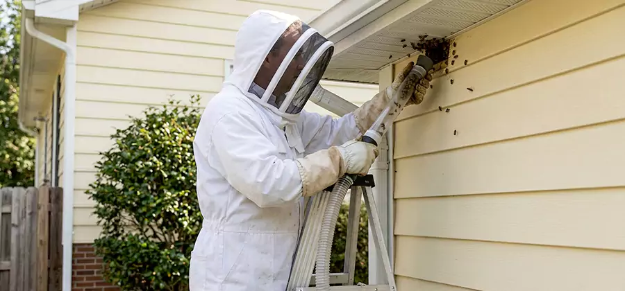 Ground Bee Removal in Reston