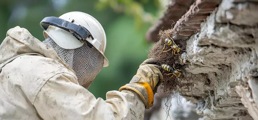 Bee and Wasp Hornet Removal in Reston