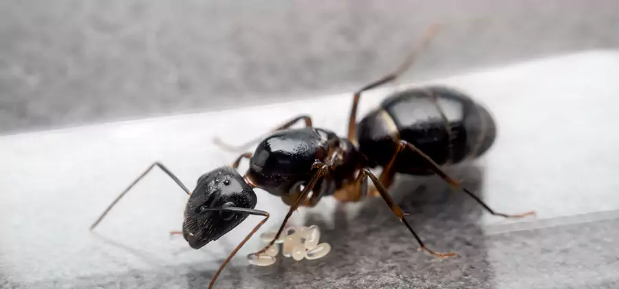 Black Ants in Kitchen Elimination in Reston