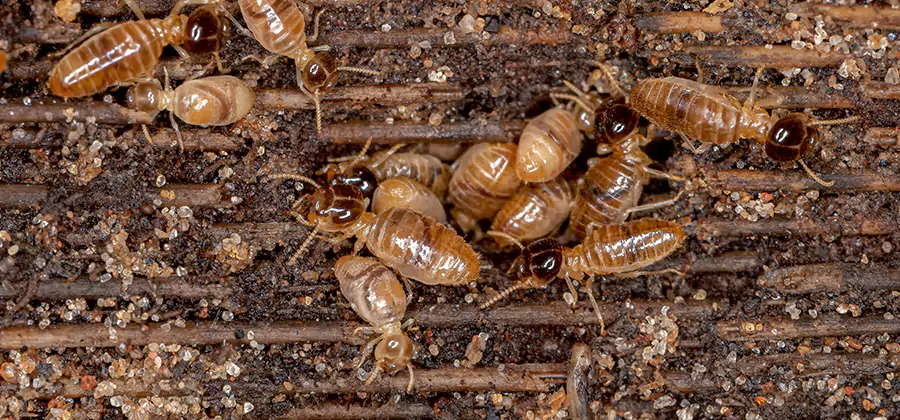 Bora Care Residential Termite Control in Reston