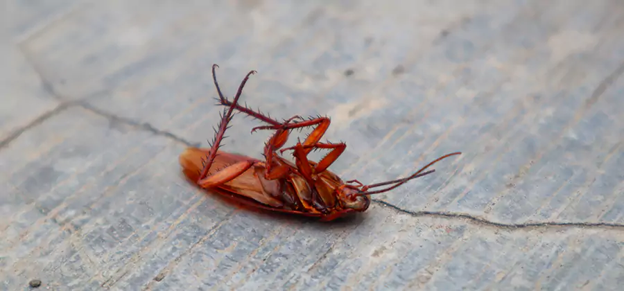 Cockroach Eradication for Commercial Properties in Reston