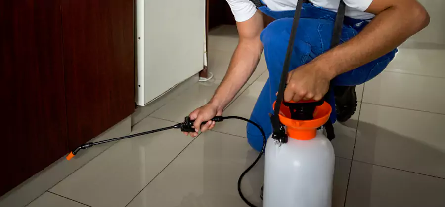 Palmetto Bug Exterminator in Reston
