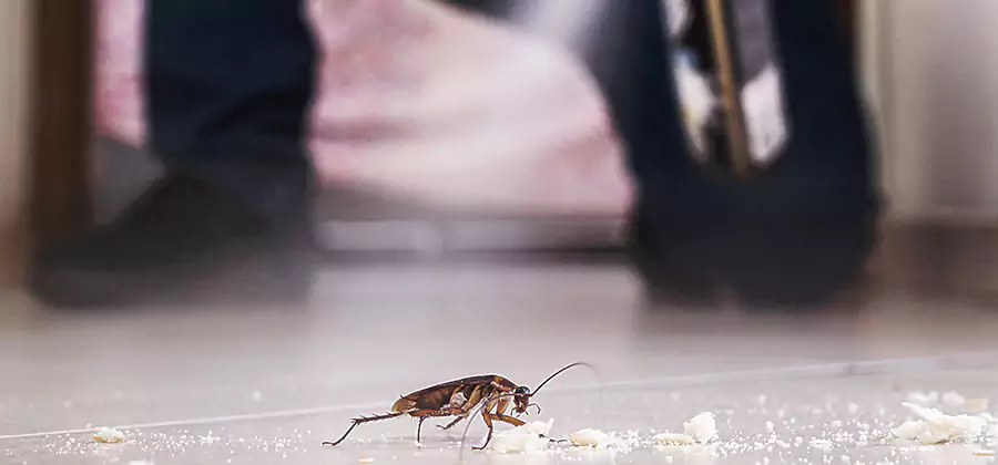 Roach House Treatment Reston