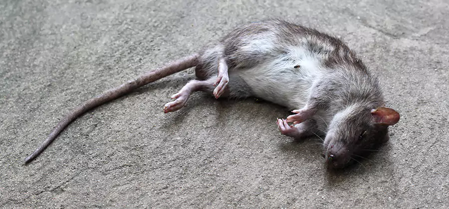 Dead Rat Disposal in Reston