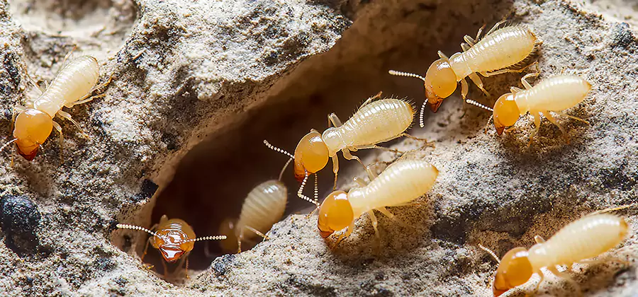 Termite Exterminator Services in Reston