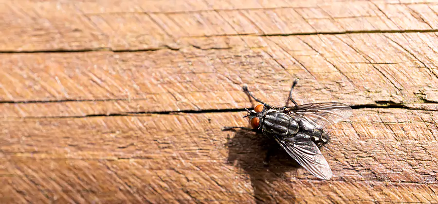 Flying Ant Barrier Treatment in Reston