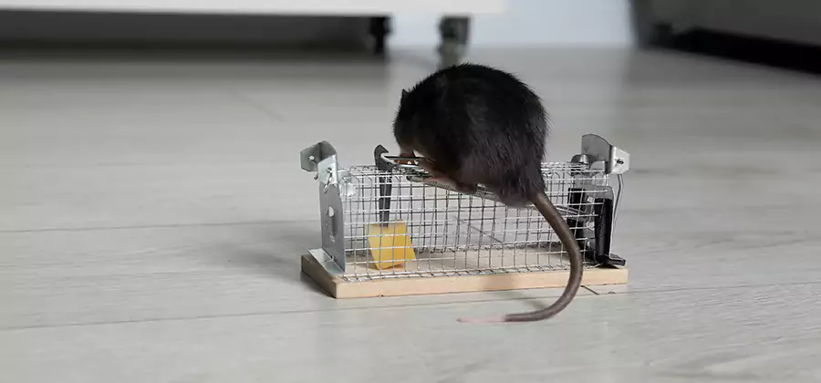 Mice in Attic Removal Reston
