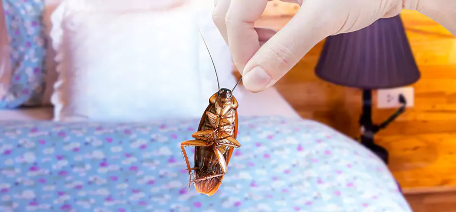 Fast Roach Elimination in Reston