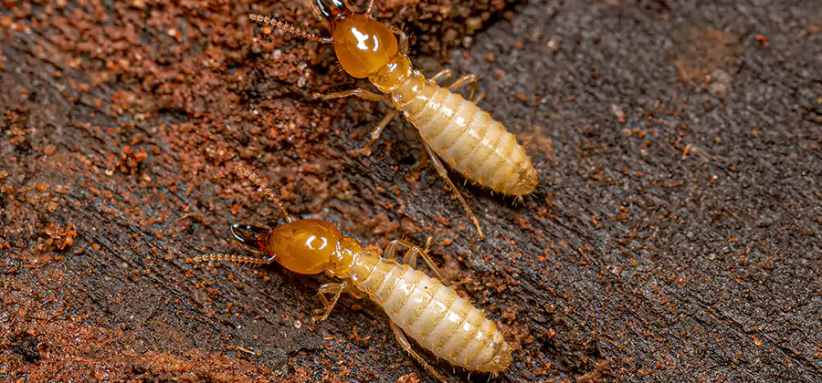 Structural Heat Termite Treatment in Reston